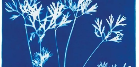 Cyanotype GIFF Unlimited